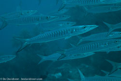BD-130712-Maldives-0321-Sphyraena-genie.-Klunzinger.-1870-[Blackfin-barracuda].jpg